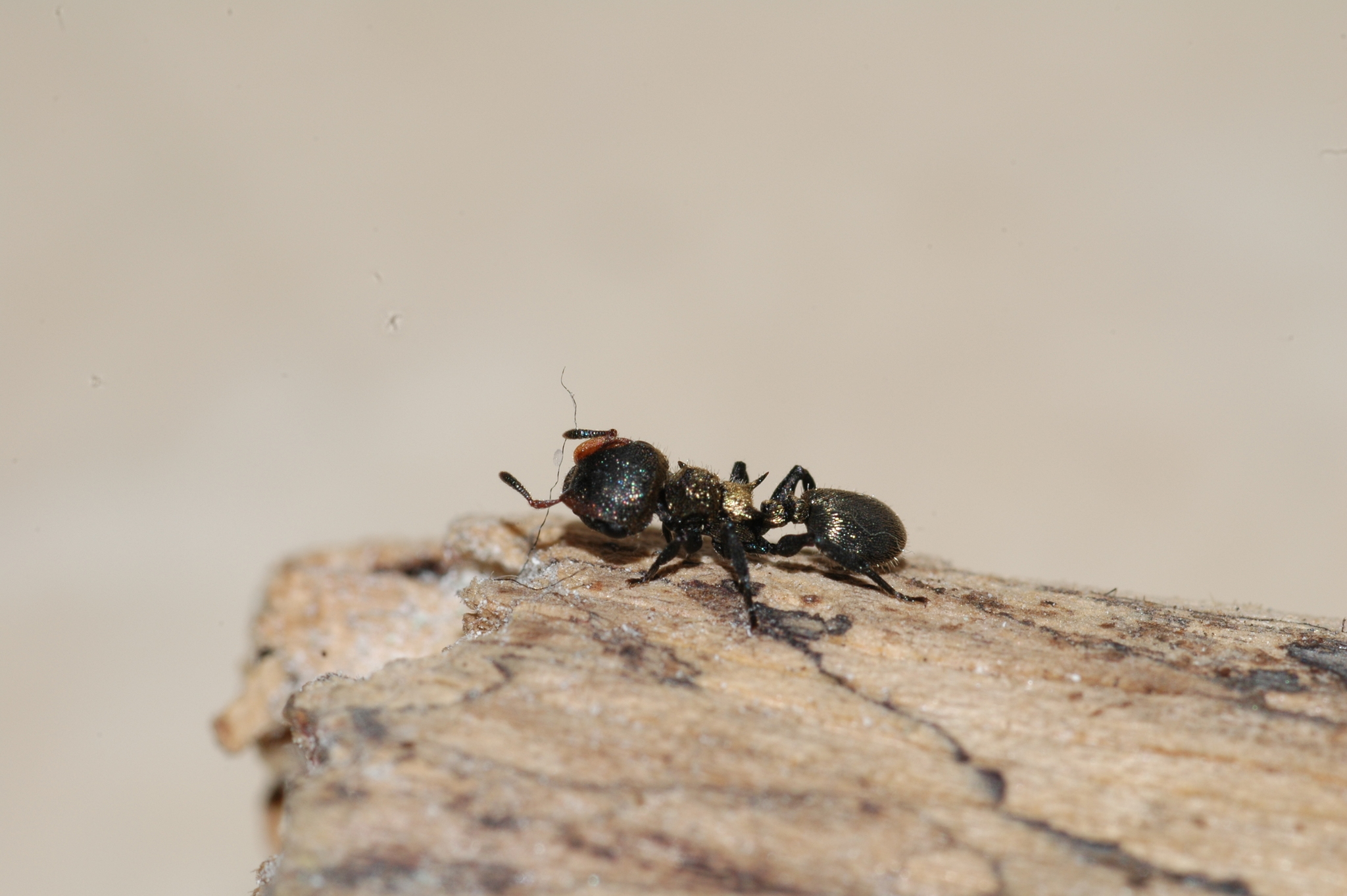 Cephalotes auricomus