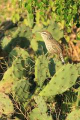 Campylorhynchus yucatanicus