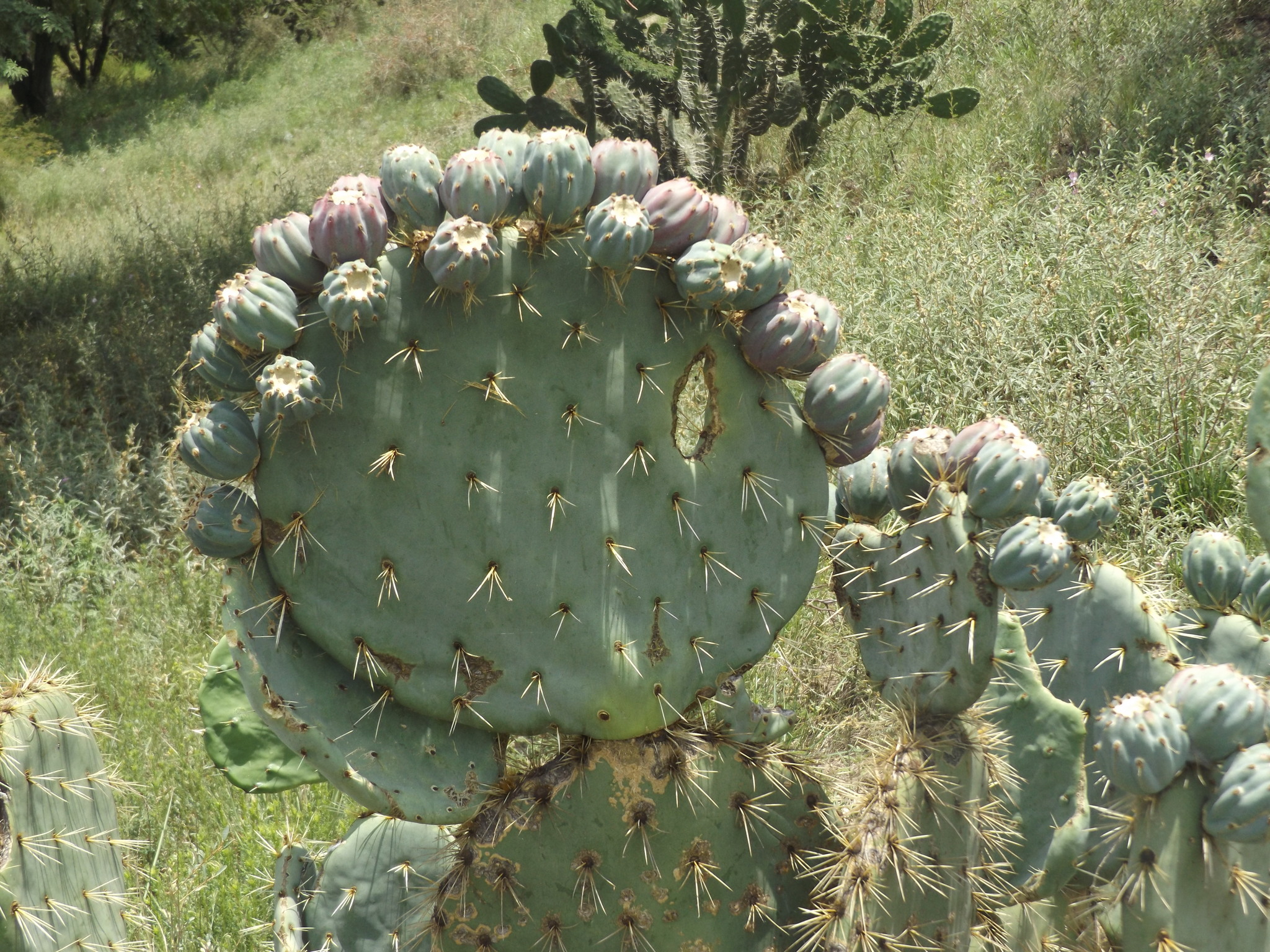 Opuntia robusta