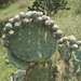 Nopal Tapón - Photo (c) joshicas90, some rights reserved (CC BY-NC), uploaded by joshicas90
