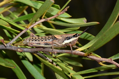Monistria discrepans