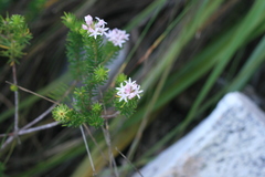 Phylica lachneaeoides