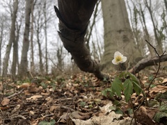 Anemonoides nemorosa