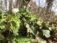 Anemonoides nemorosa