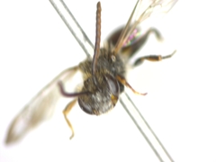 Nomada