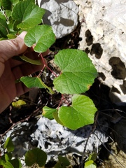 Vitis berlandieri