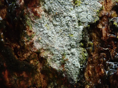 Lecanora albella