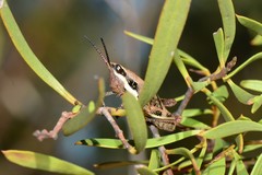 Monistria discrepans