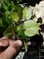 Vitis berlandieri