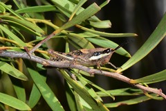 Monistria discrepans