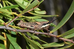 Monistria discrepans