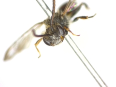 Nomada