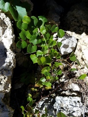 Vitis berlandieri