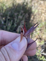 Bilamellaria
