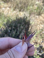Bilamellaria