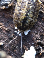 Porcellio monticola