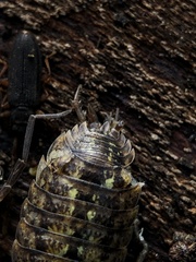 Porcellio monticola