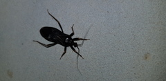 Reduvius personatus