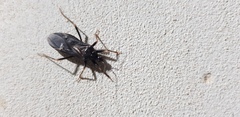 Reduvius personatus
