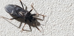 Reduvius personatus
