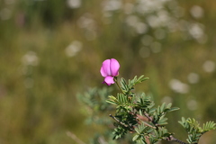 Tephrosia grandiflora