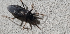 Reduvius personatus