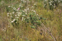 Tephrosia grandiflora