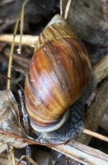 Bothriembryon fuscus