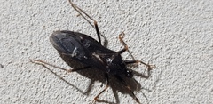 Reduvius personatus
