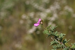 Tephrosia grandiflora