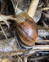 Bothriembryon fuscus