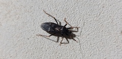 Reduvius personatus