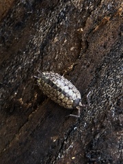 Porcellio monticola