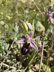 Ophrys ferrum-equinum