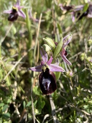 Ophrys ferrum-equinum