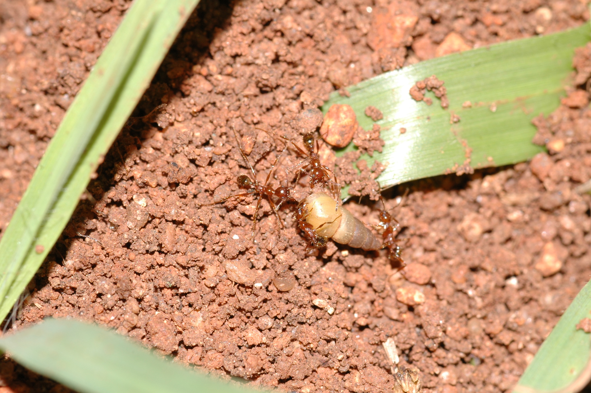 Pheidole jelskii
