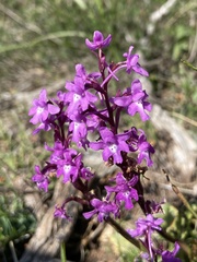 Orchis quadripunctata