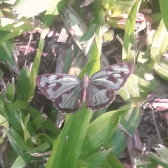 Dynamine postverta postverta