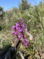 Orchis quadripunctata