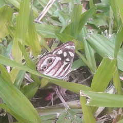 Dynamine postverta postverta