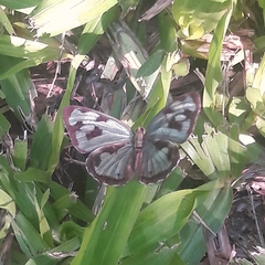 Dynamine postverta postverta