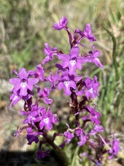 Orchis quadripunctata