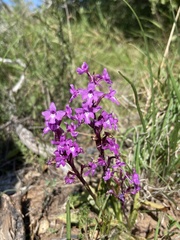 Orchis quadripunctata