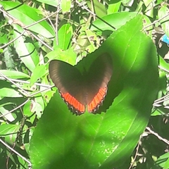 Biblis hyperia nectanabis