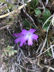 Primula integrifolia