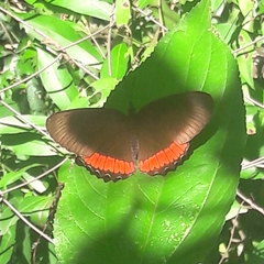 Biblis hyperia nectanabis