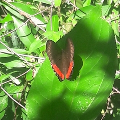 Biblis hyperia nectanabis