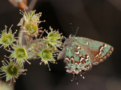 Callophrys hesseli
