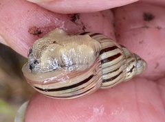 Bothriembryon kingii