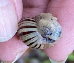 Bothriembryon kingii